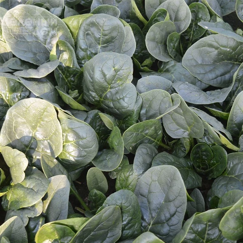 Самурай F1 / Samurai F1 фото 1