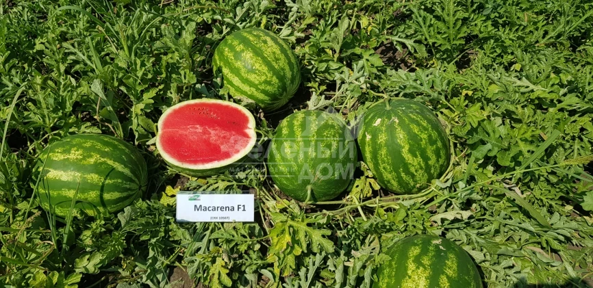 Макарена F1 / Macarena (CRX 10507) F1, 60 дней фото 1