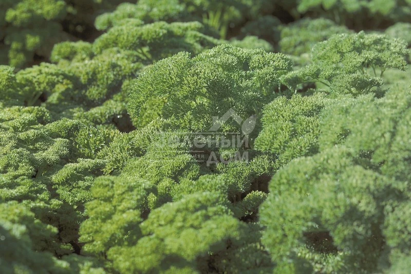 Рина / Rina,90 дней фото 1