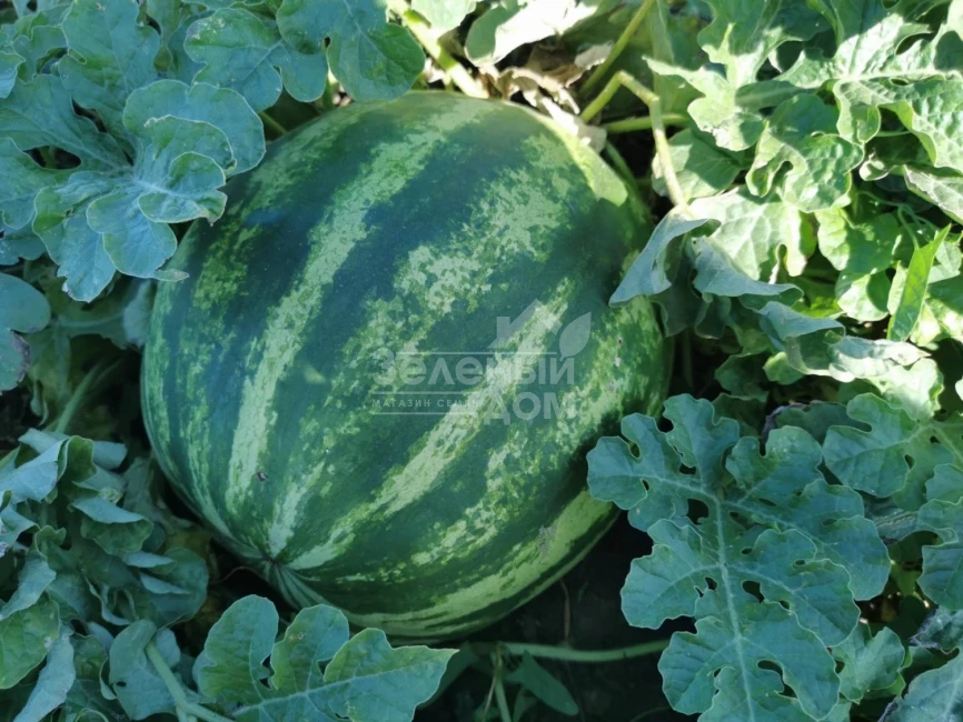 АУ Продюсер / AU Producer,75 дней фото 1