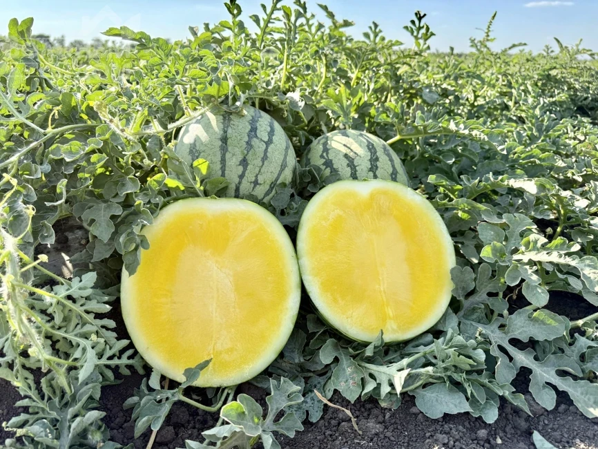 Сан Еллоу F1 / San Yellow F1, 60–65 дней фото 1