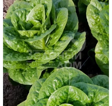 Типикал / Typical  фото 2