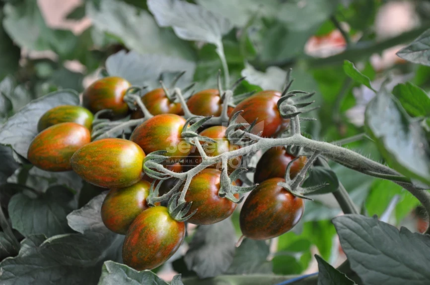 Криспина Плюм F1 / Crispina Plum F1,101-105 дней фото 1