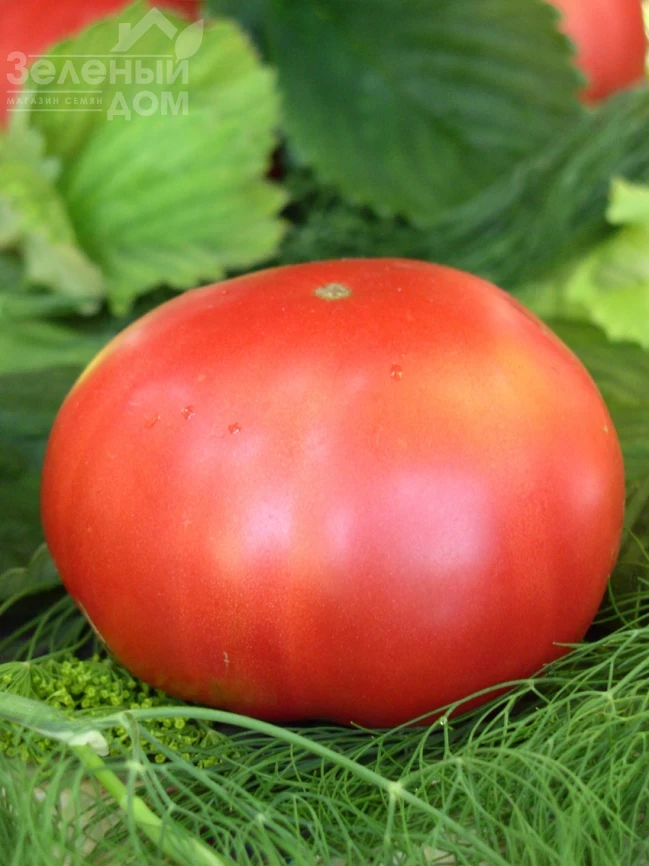 Малиновый гигант / Malinovyy gigant, 110 дней фото 1