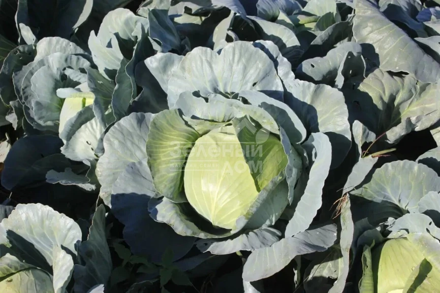 Сапфир F1 NWB / Sapfir F1 NWB,110 дней фото 1