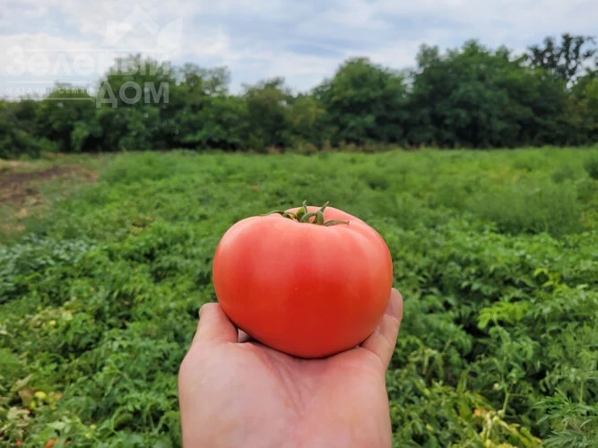 Пинк Сейф F1 / Pink Seyf F1, 95 дней фото 1