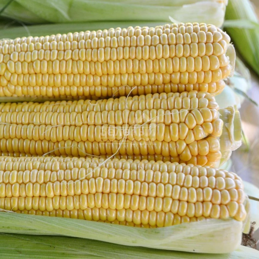 Страйк F1 (1525 F1) / Strayk F1 (1525 F1),72 дня фото 1