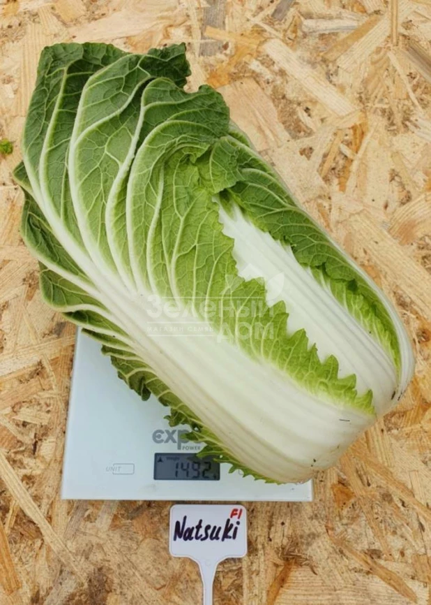 Натсуки F1 / Natsuki F1, 55-60 дней фото 1