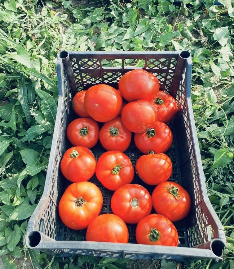 Климон F1 / Klimon F1, 67-72 дней фото 8