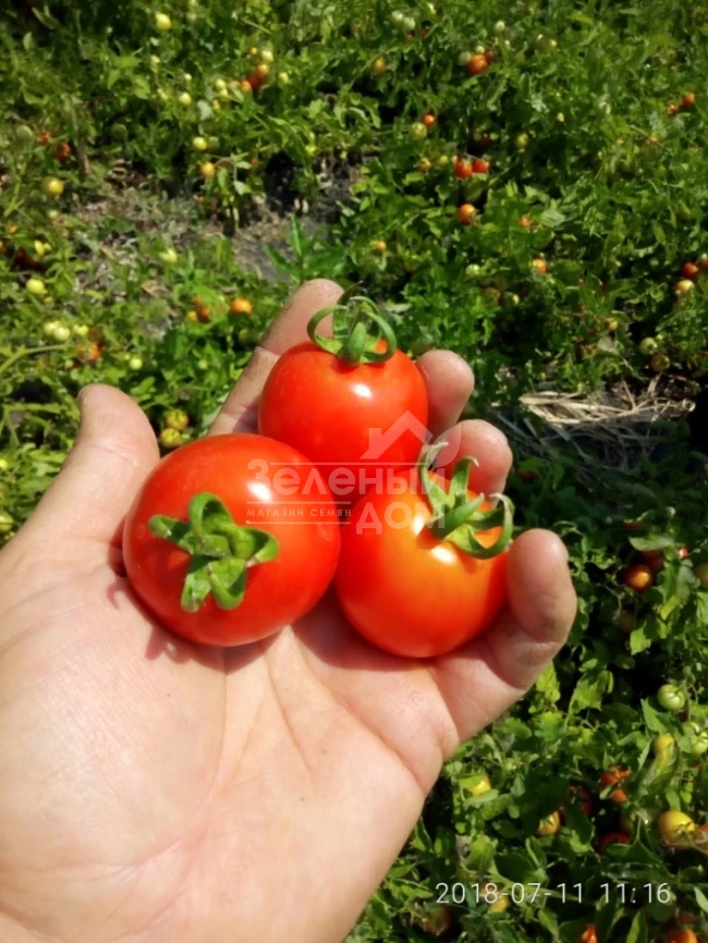 Кентавр F1 / Centaur F1, 95-100 дней фото 1