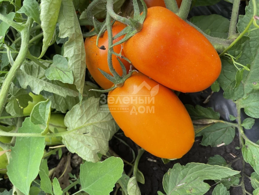 Оранж Плам F1 / Orange Plam,100 дней фото 7