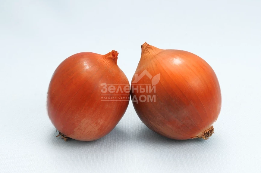 Сталкер F1 / Stalker F1 (Стандарт) фото 2