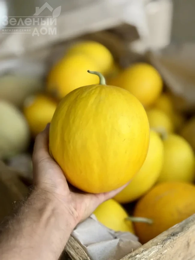 Сан Канария F1 / San Kanariya F1, 55-60 дней фото 2