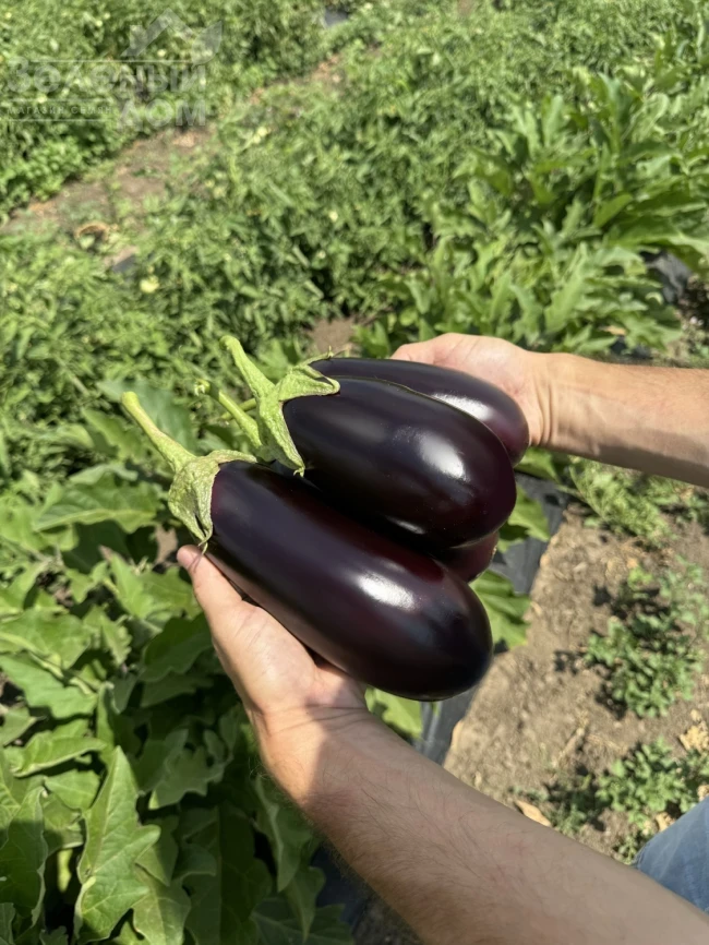 48-16 F1 / 48-16 F1, 60-65 дней фото 1