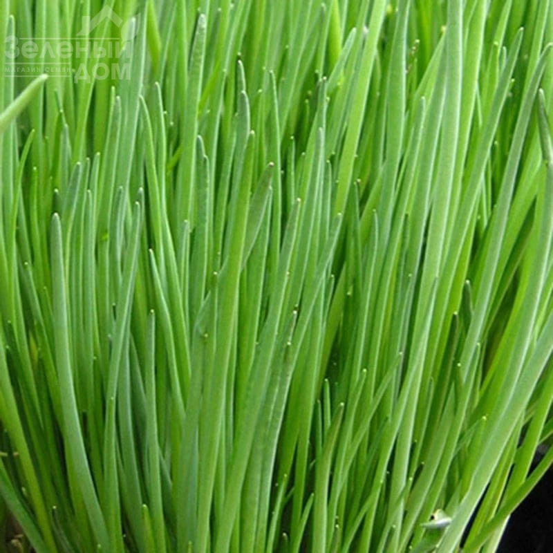 Старо F1 / Staro F1 фото 1