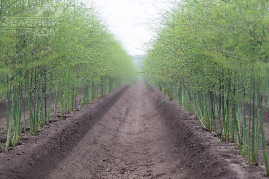 Кумулюс F1 / Cumulus F1 фото 2