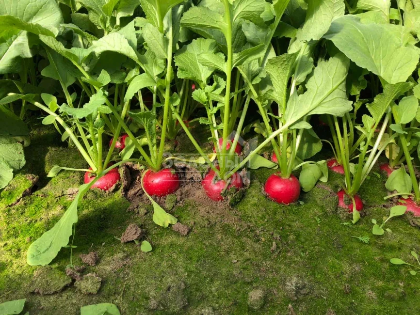 Бодиам F1 / Bodiam F1,20-25 дней фото 1