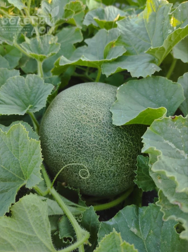 Нора (INX 1234) F1 / Nora (INX 1234) F1,55 дней фото 1