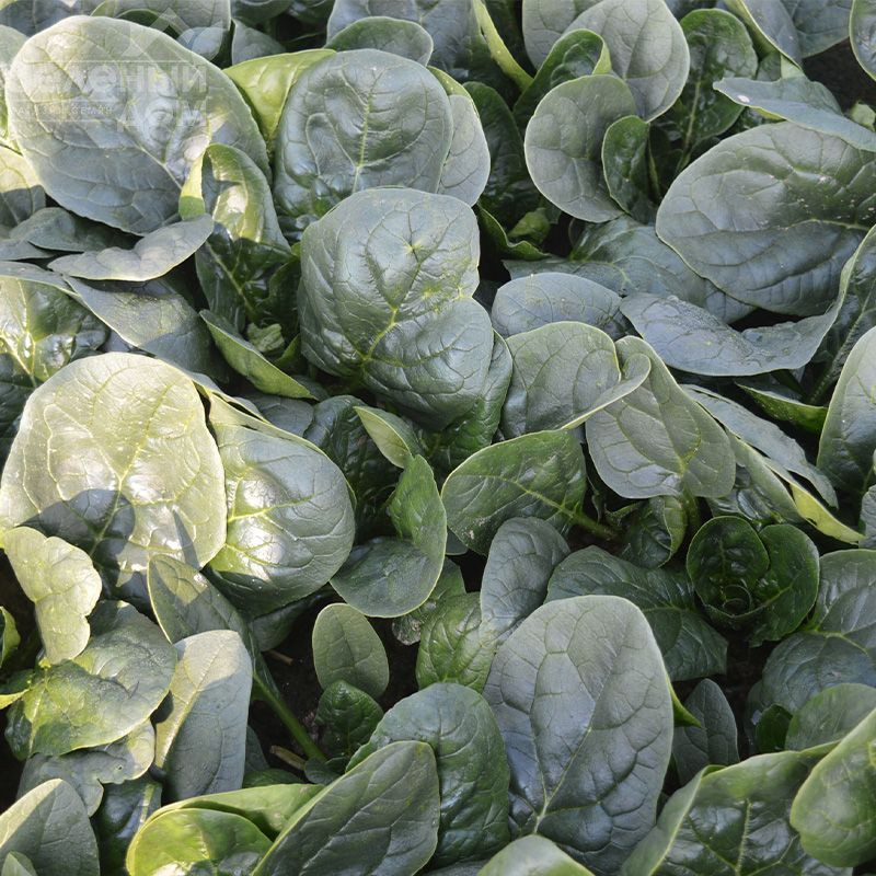 Самурай F1 / Samurai F1 фото 1