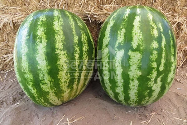 Авалон F1 / Avalon F1,62-65 дней фото 3