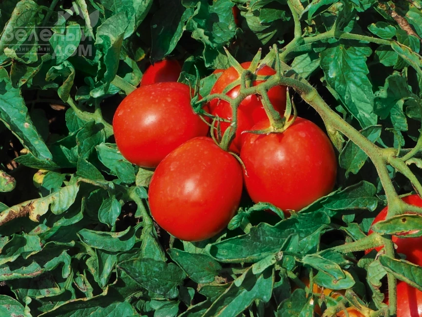 Блэнд F1 / Blend F1, 100-110 дней фото 1