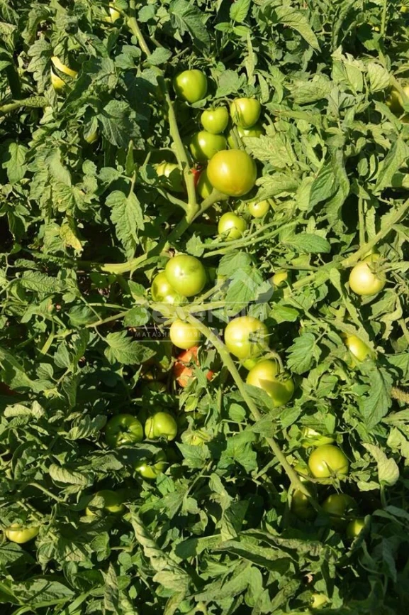 БТ 1019 F1 / BT 1019 F1,65-70 дней фото 1