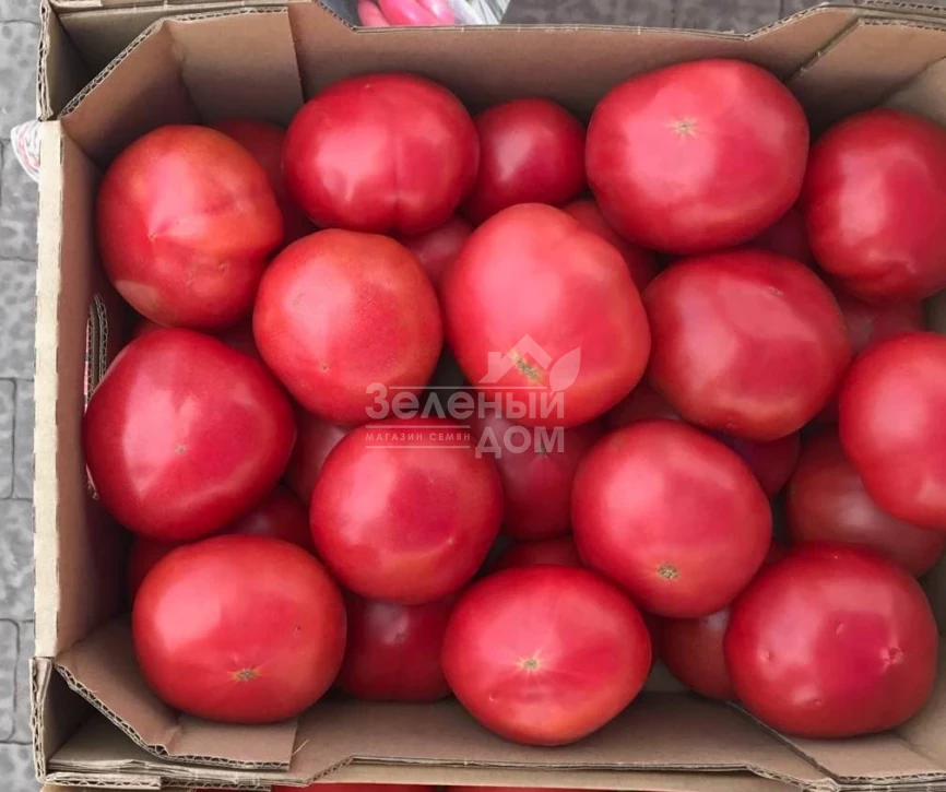 Глорианс F1 / Glorians F1 фото 2