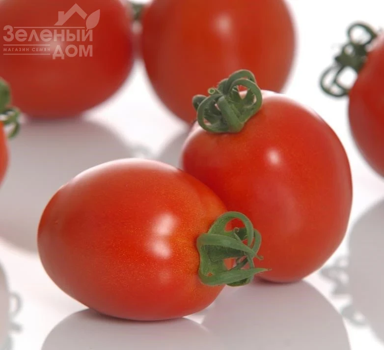 Буэна Виста F1 / Buena Vista F1 фото 3