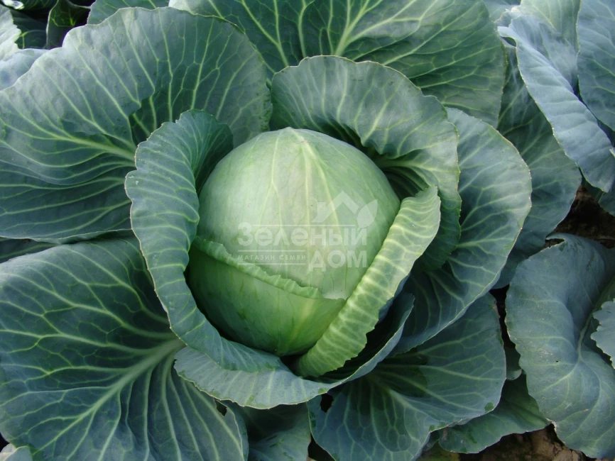 Голт / Holt,145-150 дней фото 1