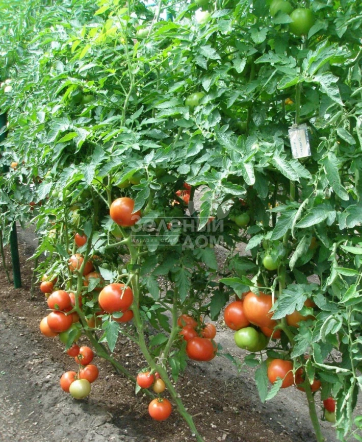 Биг Биф F1 / Big Beef F1,73 дня фото 2