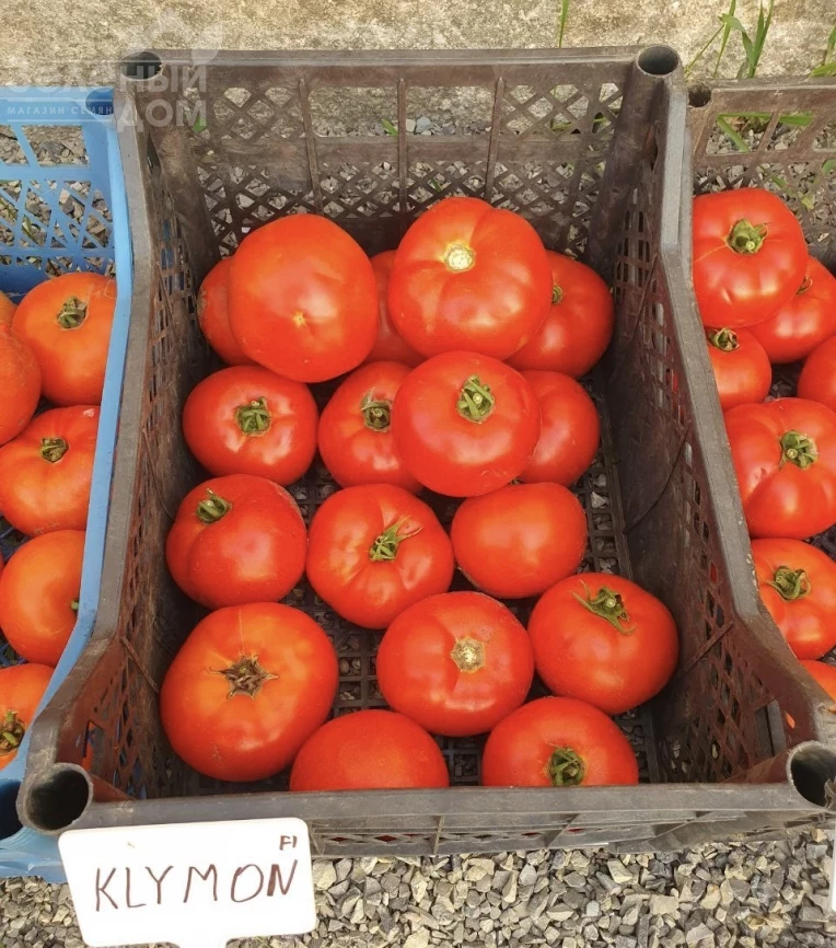 Климон F1 / Klimon F1, 67-72 дней фото 5