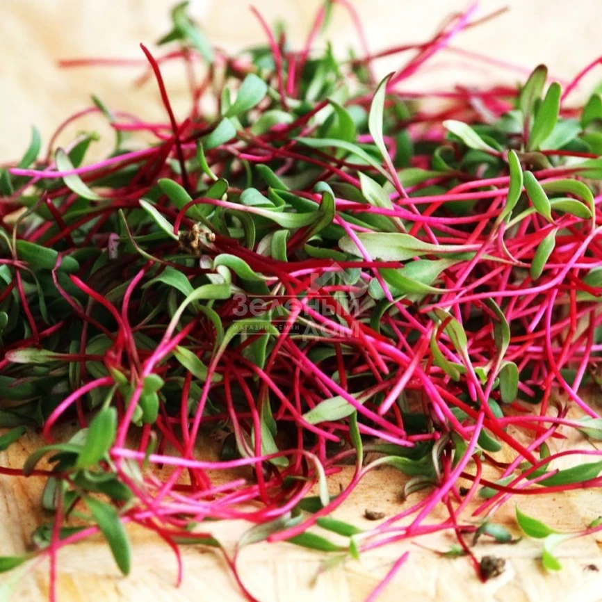 Микрогрин Мангольд красный / Microgreen Mangold red фото 1