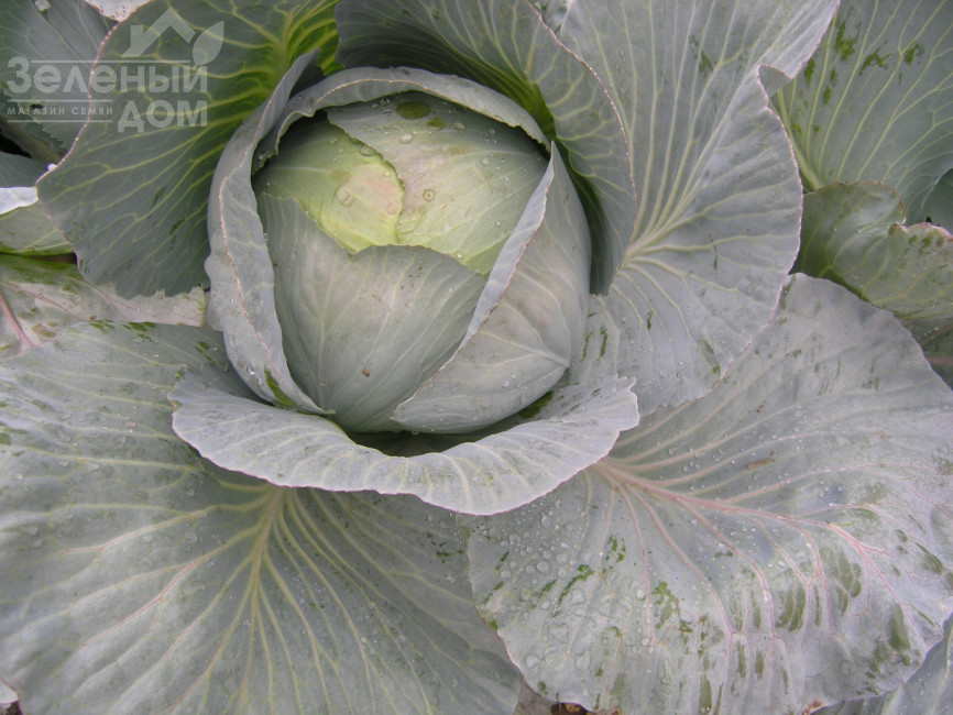 Кентавр F1 / Kentavr F1,130-145 днів фото 1