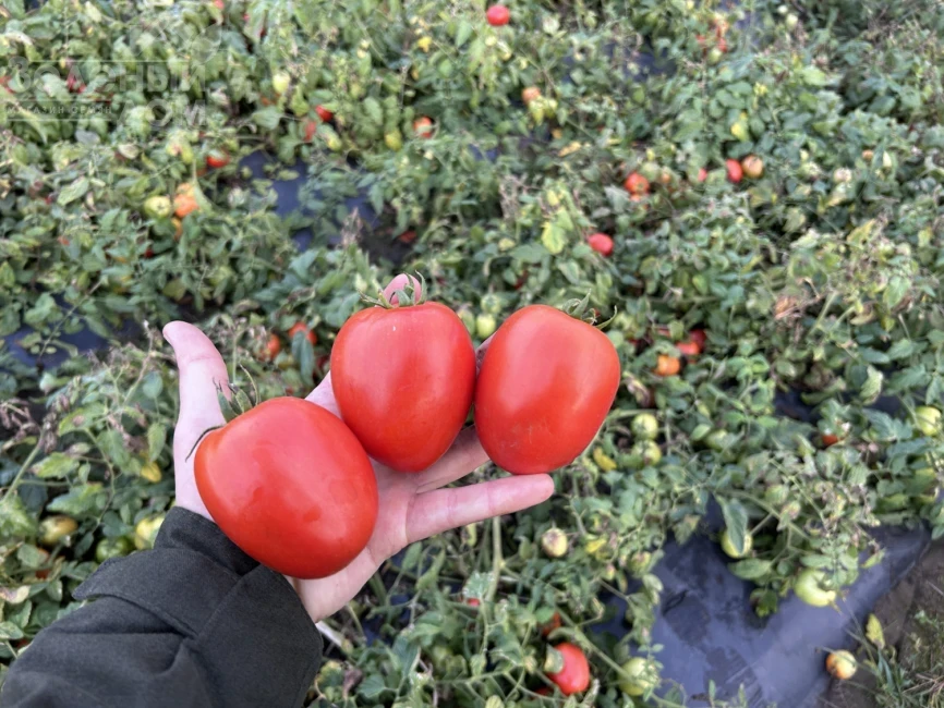 Буэна Виста F1 / Buena Vista F1 фото 1