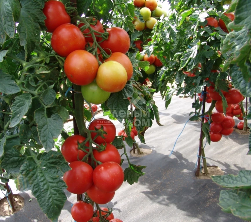 Атерон F1 / Ateron F1 фото 2