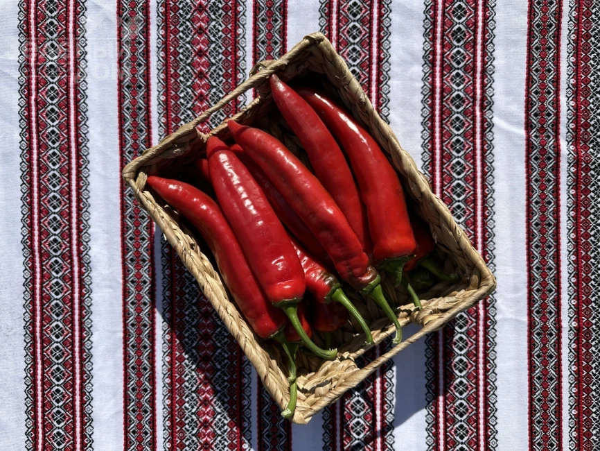 Мараб F1 /  Marab F1  фото 1