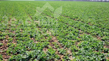 Темпы сева озимого рапса в Украине на 24% опережают прошлогодние