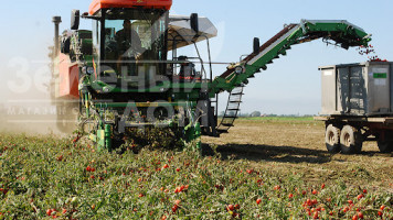 Основні елементи промислової технології вирощування томатів