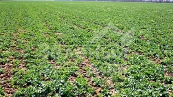 Темпы сева озимого рапса в Украине на 24% опережают прошлогодние