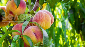 Кучерявість персика: чому важливо дотримуватися схеми обробки