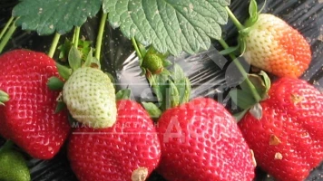 Удобрение клубники золой