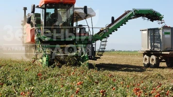 Основні елементи промислової технології вирощування томатів 