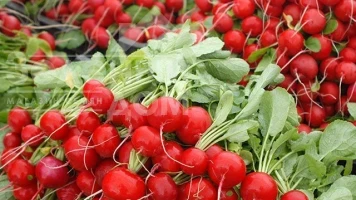 Рекомендації для вирощування гібридів  редису