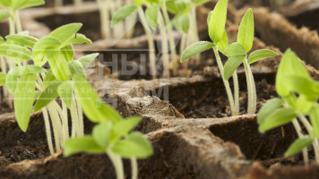 Способы посева овощных и бахчевых культур, норма высева, масса 1000 семян