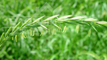 Як вивести пирій з городу?