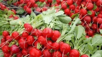 Рекомендації для вирощування гібридів  редису