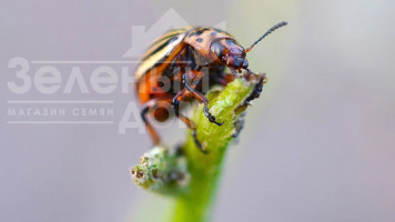Блискавична дія проти шкідників від команії Syngenta