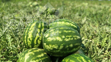 ТЕХНОЛОГІЯ ВИРОЩУВАННЯ КАВУНА від Syngenta