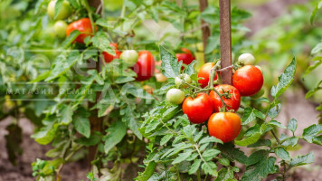 Флорон🌿Спеціальне добриво-активатор цвітіння та плодоношення