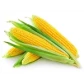 Насіння кукурудзи